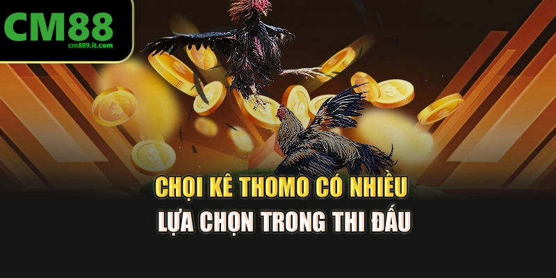 Chọi kê Thomo có nhiều lựa chọn trong thi đấu
